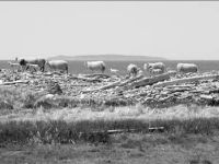 Island Sheep
