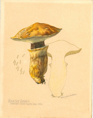 Item #2368 Boletus Flavus L. Collected L'Islet County, Que. 1950. [Original watercolor with convolute of related materials]. Mushrooms – original watercolor, Henry A. C. Jackson.
