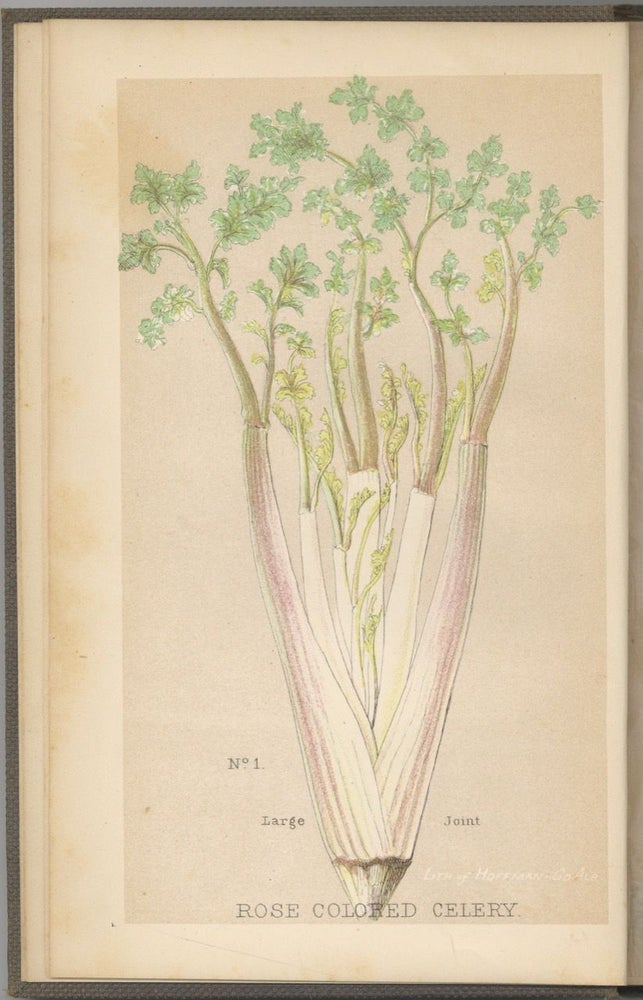 Item #6930 How to Cultivate and Preserve Celery. Theophilus Roessle, ed. Henry S. Olcott, pref,...