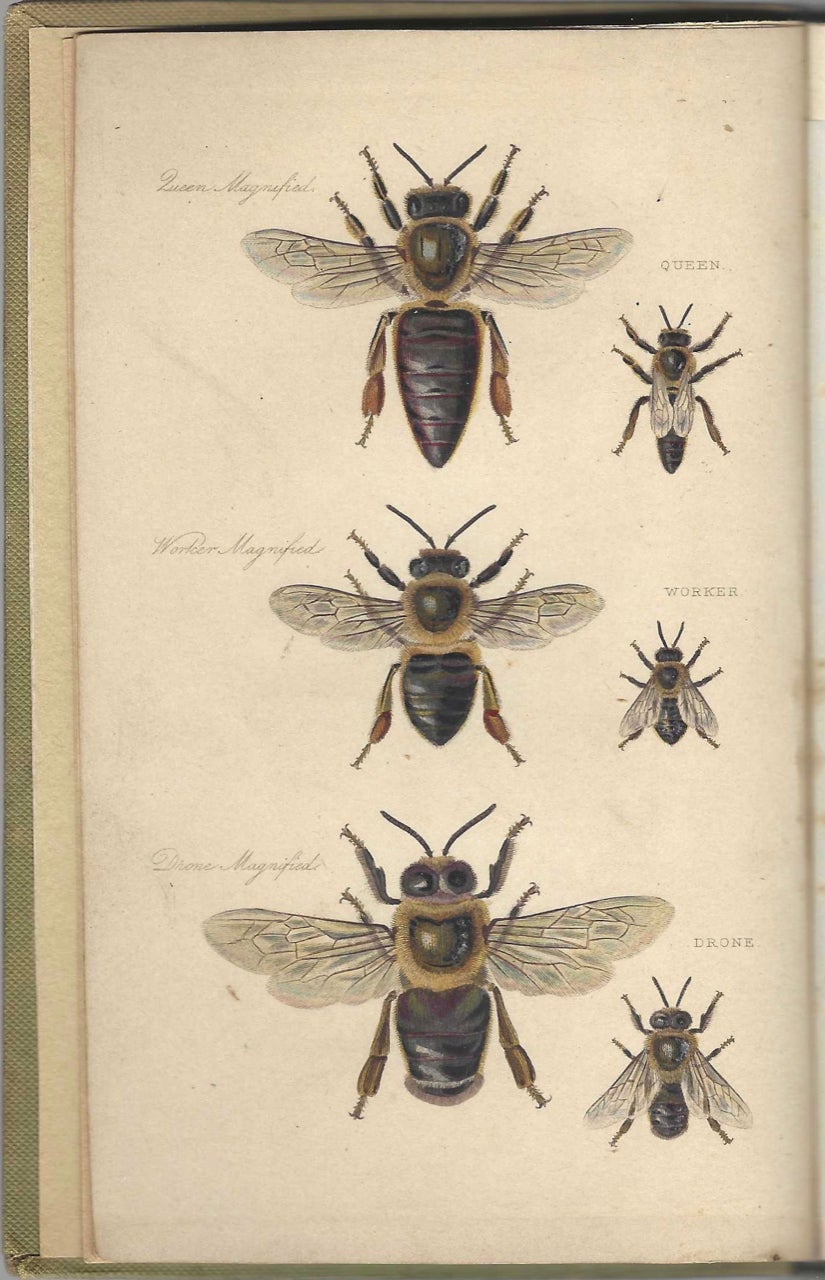 Item #8182 The Management of Bees. With a description of the "Ladies Safety Hive", with forty illustrative wood engravings. Second edition. Samuel Bagster.