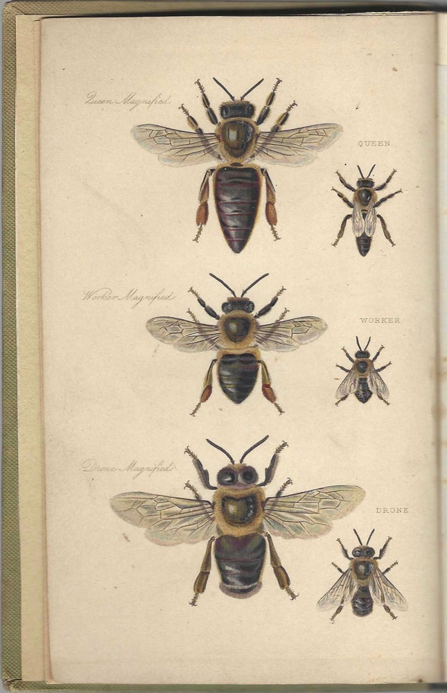 Item #8182 The Management of Bees. With a description of the "Ladies Safety Hive", with forty...