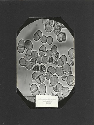Photographs: Yeasts and Sediments. Magnification 600 diameters.
